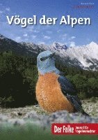 bokomslag Vögel der Alpen - Falke-Sonderheft 2022