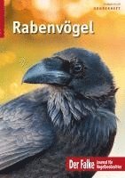 bokomslag Rabenvögel