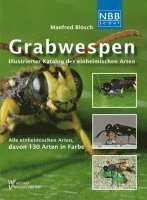 Grabwespen 1