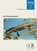 bokomslag Der Fadenmolch