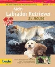 Mein Labrador Retriever zu Hause 1