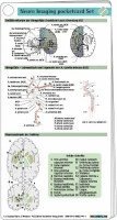 Neuro Imaging pocketcard Set 1