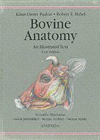 Bovine anatomy - an illustrated text