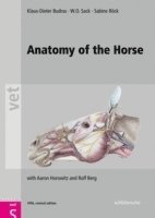 bokomslag Anatomy of the Horse