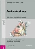 bokomslag Bovine Anatomy