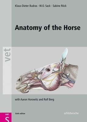 bokomslag Anatomy of the Horse