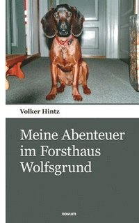 bokomslag Meine Abenteuer im Forsthaus Wolfsgrund