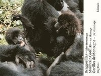 bokomslag Berggorillas - Moutain Gorillas - Gorilles de Montagne
