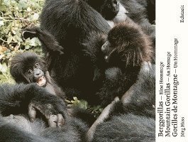 Berggorillas - Moutain Gorillas - Gorilles de Montagne 1