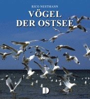 bokomslag Vögel der Ostsee