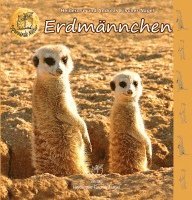 Erdmännchen 1