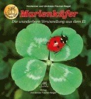 Marienkäfer 1