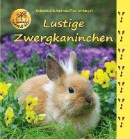 Lustige Zwergkaninchen 1