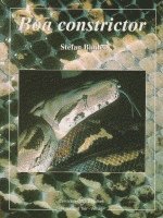 Boa constrictor 1