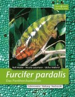 bokomslag Furcifer pardalis. Das Panterchamäleon