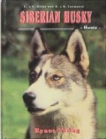 Siberian Husky - Heute 1