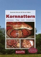 bokomslag Kornnattern