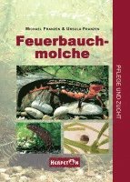 bokomslag Feuerbauchmolche