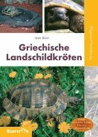 bokomslag Griechische Landschildkröten