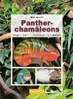 Pantherchamäleons 1