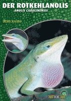 Jens Rauh - Der Rotkehlanolis, Häftad