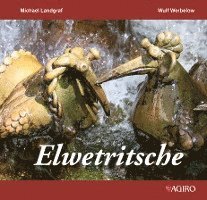 Elwetritsche 1