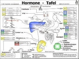 bokomslag Hormone Tafel
