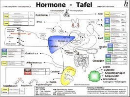 bokomslag Hormone Tafel