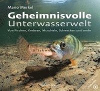 bokomslag Geheimnisvolle Unterwasserwelt