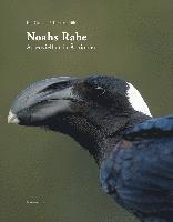 Noahs Rabe 1
