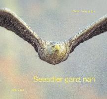 Seeadler ganz nah 1