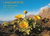 bokomslag Lanzarote - Leben auf Lava