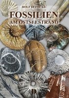 bokomslag Fossilien am Ostseestrand