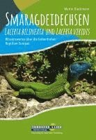 Smaragdeidechsen Lacerta bilineata und Lacerta viridis 1