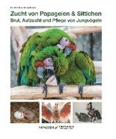 bokomslag Zucht von Papageien & Sittichen