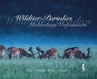 bokomslag Wildtier-Paradies Mecklenburg-Vorpommern