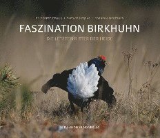 bokomslag Faszination Birkhuhn