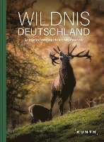 bokomslag Wildnis Deutschland