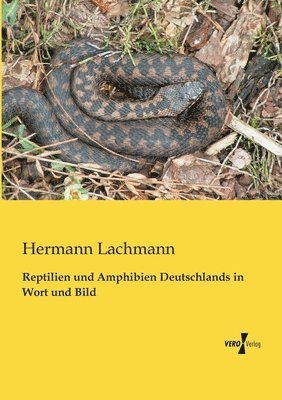 Hermann Lachmann - Reptilien und Amphibien Deutschlands in Wort und Bild, Häftad