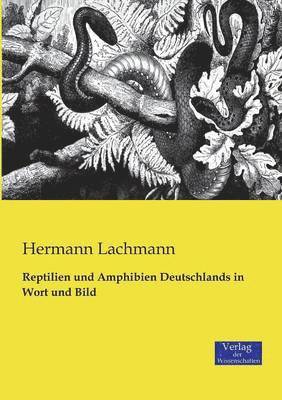 Hermann Lachmann - Reptilien und Amphibien Deutschlands in Wort und Bild, Häftad