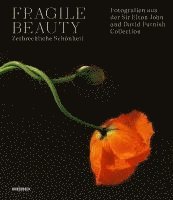 Duncan Forbes, Newell Harbin, Lydia Caston - Fragile Beauty - zerbrechliche Schönheit, Inbunden