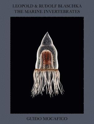 Guido Mocafico: Leopold & Rudolf Blaschka. The Marine Invertebrates 1