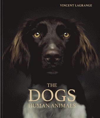 The Dogs 1