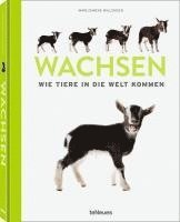 Wachsen 1