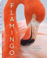 bokomslag Flamingo