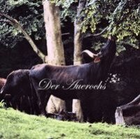 Walter Frisch - Der Auerochs, Inbunden