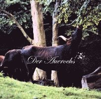 Der Auerochs 1