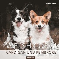 Welsh Corgi 1