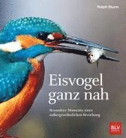 bokomslag Eisvogel ganz nah