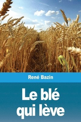 blé qui lève